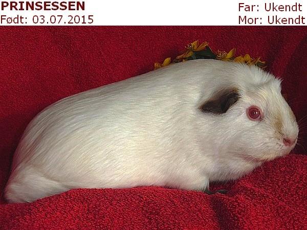 Marsvin PRINSESSEN billede 1