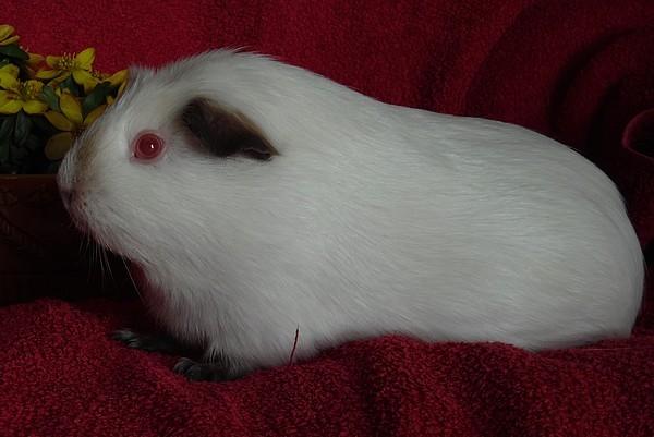 Marsvin PRINSESSEN billede 16