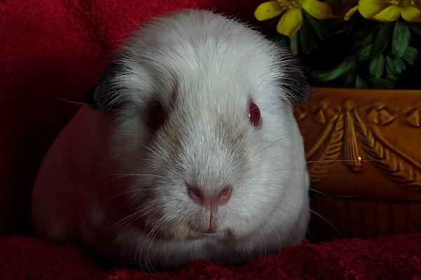 Marsvin PRINSESSEN billede 14