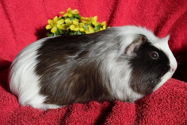 Marsvin SMILLA fra Køge billede 10