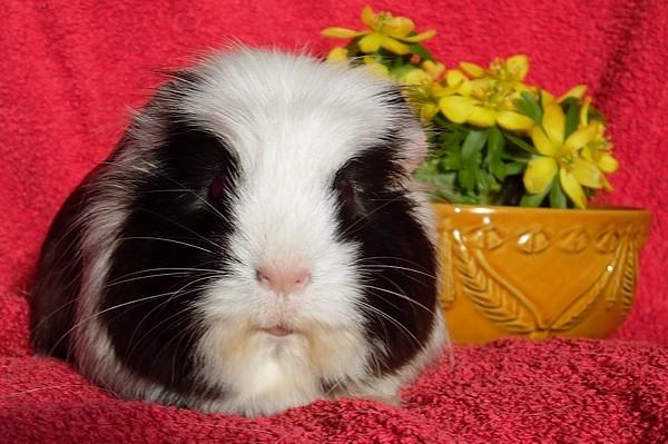 Marsvin SMILLA fra Køge billede 11