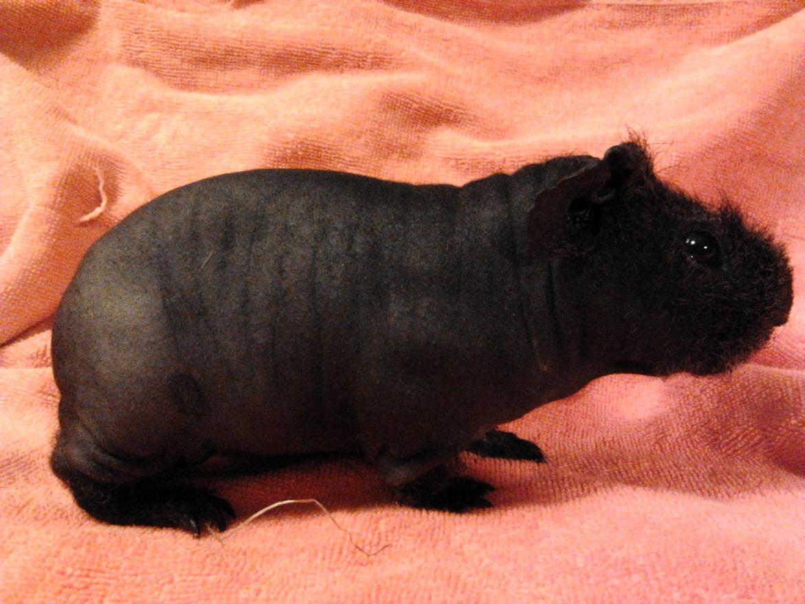 Marsvin ( Skinny) Jack O'Lantern von Fancy (kastrat) - Jack 7/3-16 billede 1