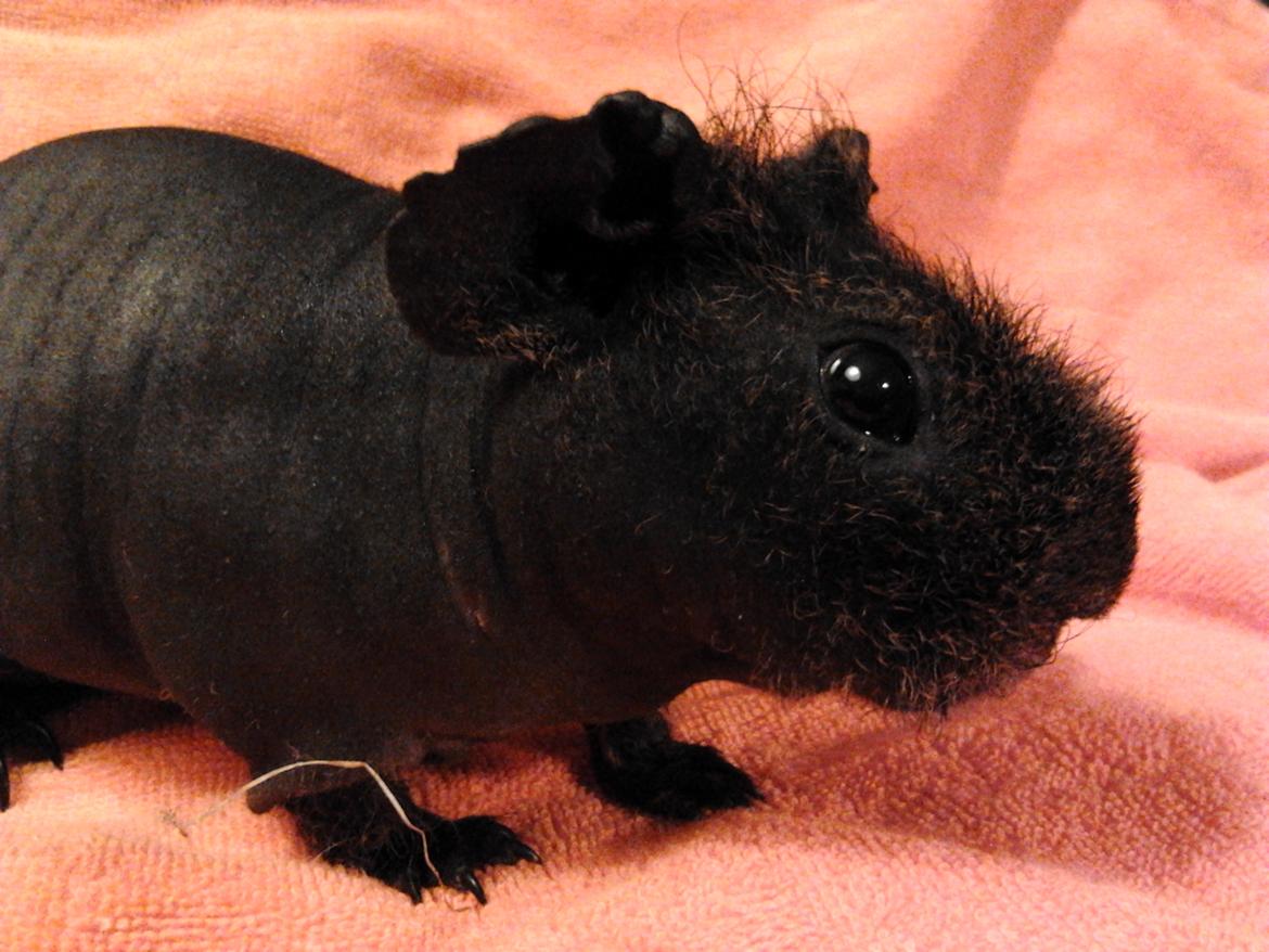 Marsvin ( Skinny) Jack O'Lantern von Fancy (kastrat) - Jack 7/3-16 billede 14