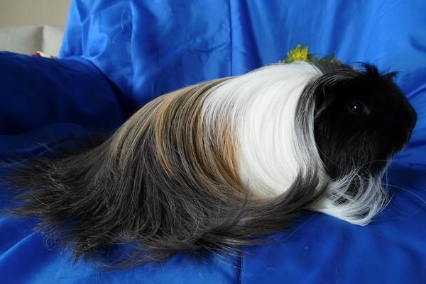 Marsvin Koreskas BLACK JACK billede 15