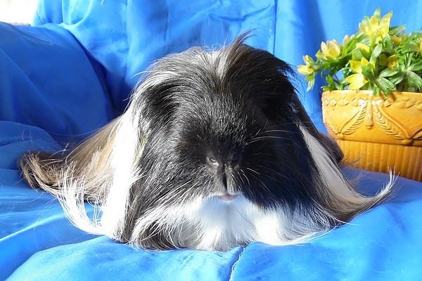 Marsvin Koreskas BLACK JACK billede 16