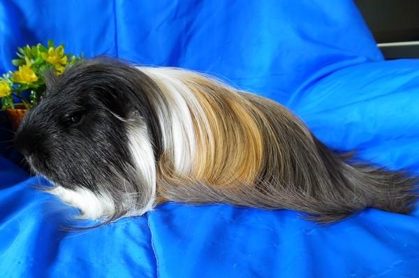 Marsvin Koreskas BLACK JACK billede 18