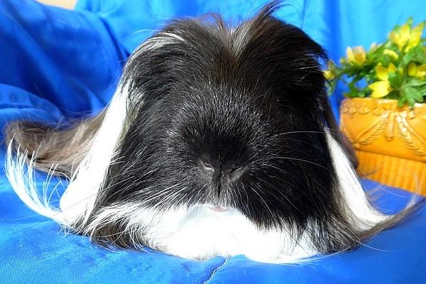 Marsvin Koreskas BLACK JACK billede 17