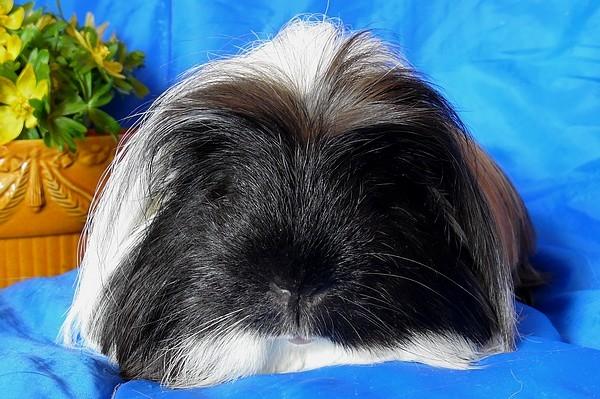 Marsvin Koreskas BLACK JACK billede 20