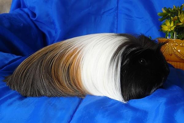 Marsvin Koreskas BLACK JACK billede 21