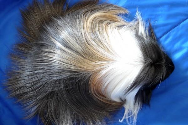 Marsvin Koreskas BLACK JACK billede 19