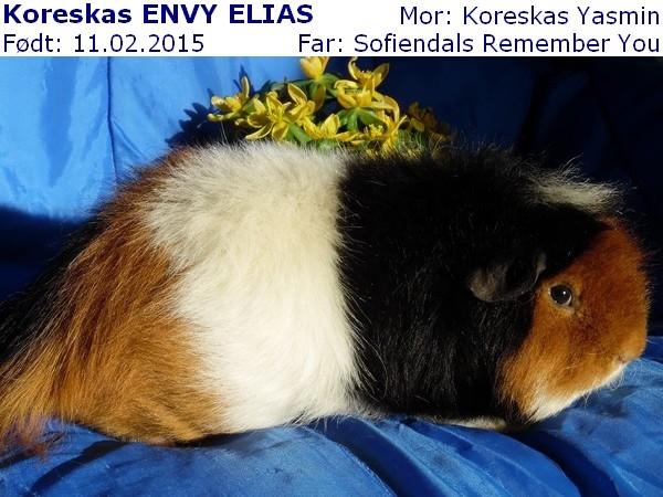 Marsvin Koreskas ENVY ELIAS billede 2