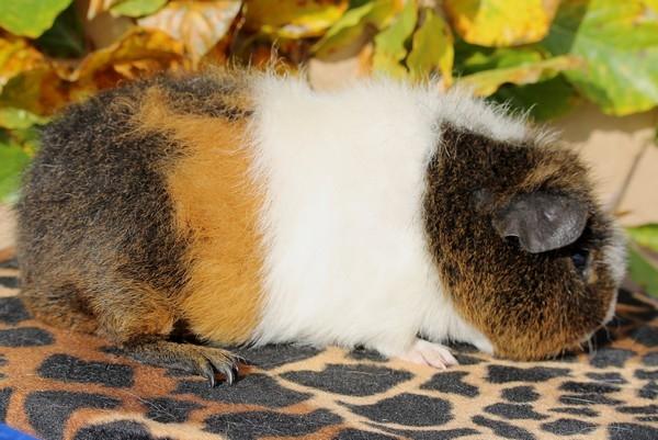 Marsvin Koreskas IKAROS billede 8