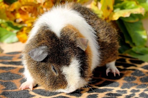 Marsvin Koreskas IKAROS billede 10