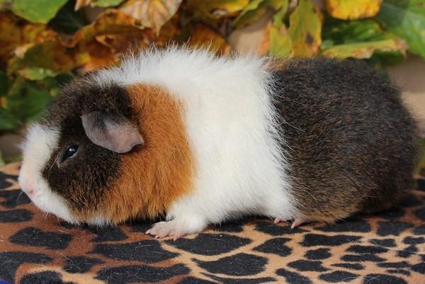 Marsvin Koreskas IKAROS billede 11