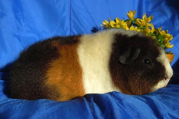 Marsvin Koreskas IKAROS billede 12