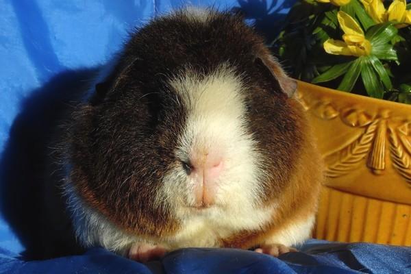 Marsvin Koreskas IKAROS billede 13