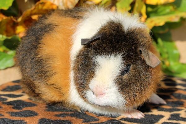 Marsvin Koreskas IKAROS billede 9