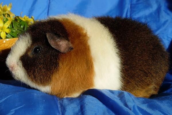 Marsvin Koreskas IKAROS billede 14