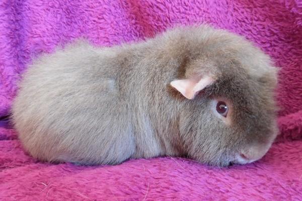 Marsvin Koreskas ÅGERKARL billede 39