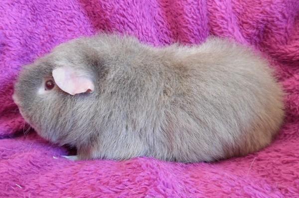 Marsvin Koreskas ÅGERKARL billede 41