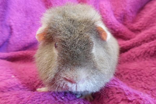 Marsvin Koreskas ÅGERKARL billede 40