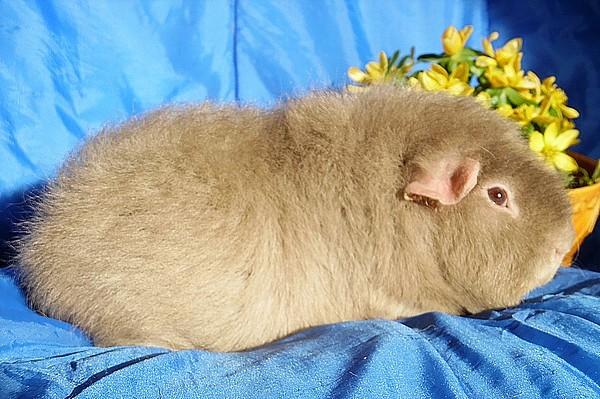 Marsvin Koreskas ÅGERKARL billede 42