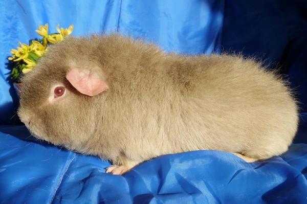 Marsvin Koreskas ÅGERKARL billede 44