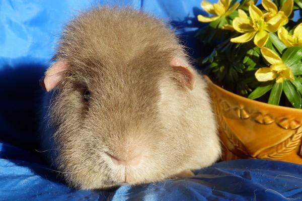 Marsvin Koreskas ÅGERKARL billede 43