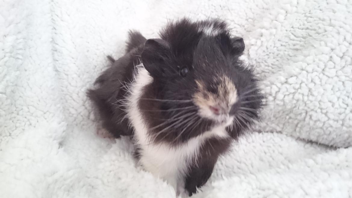 Marsvin Theodor  billede 4