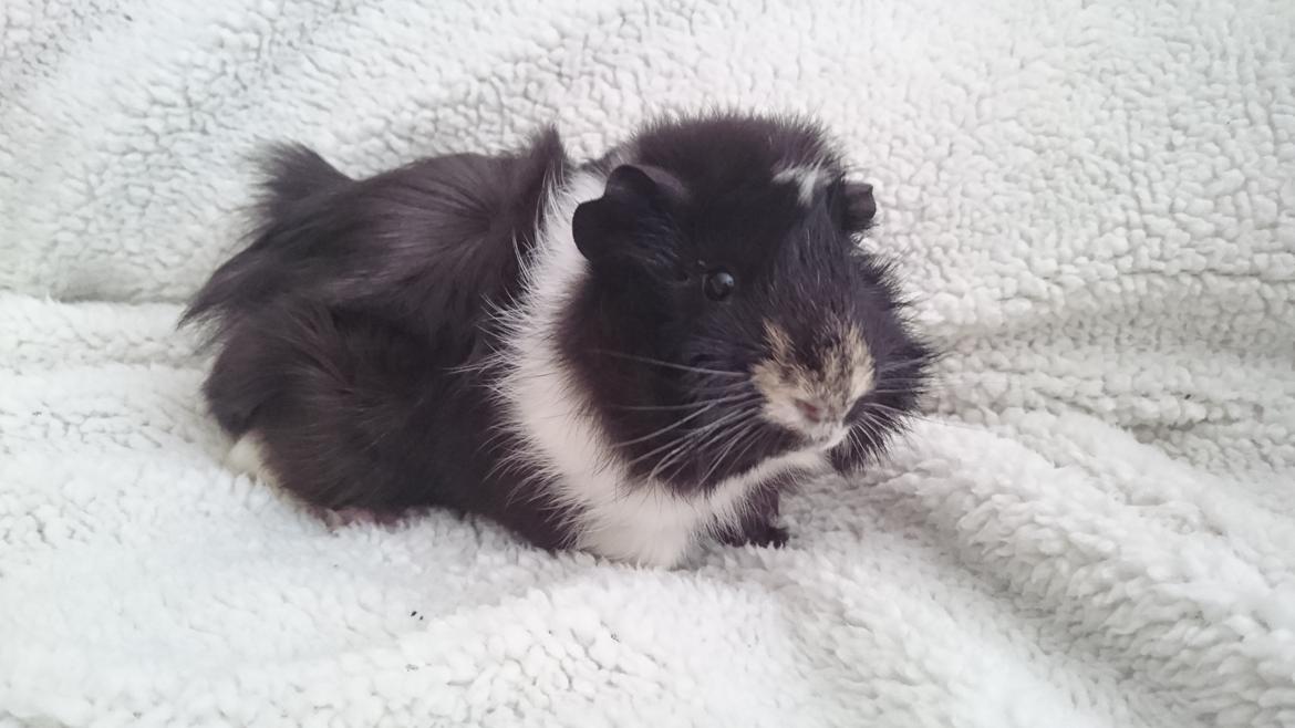 Marsvin Theodor  billede 5