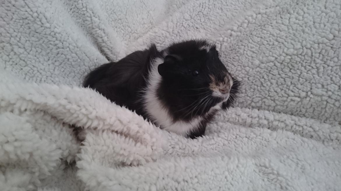 Marsvin Theodor  billede 6