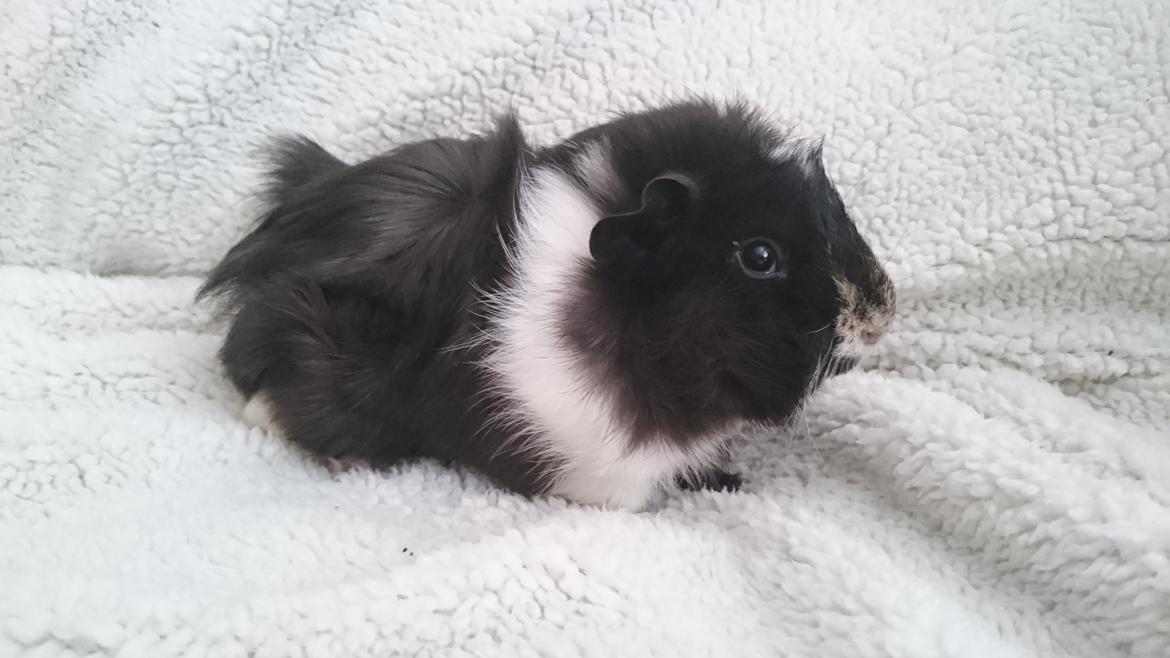 Marsvin Theodor  billede 7