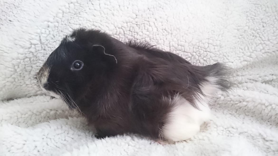 Marsvin Theodor  billede 8