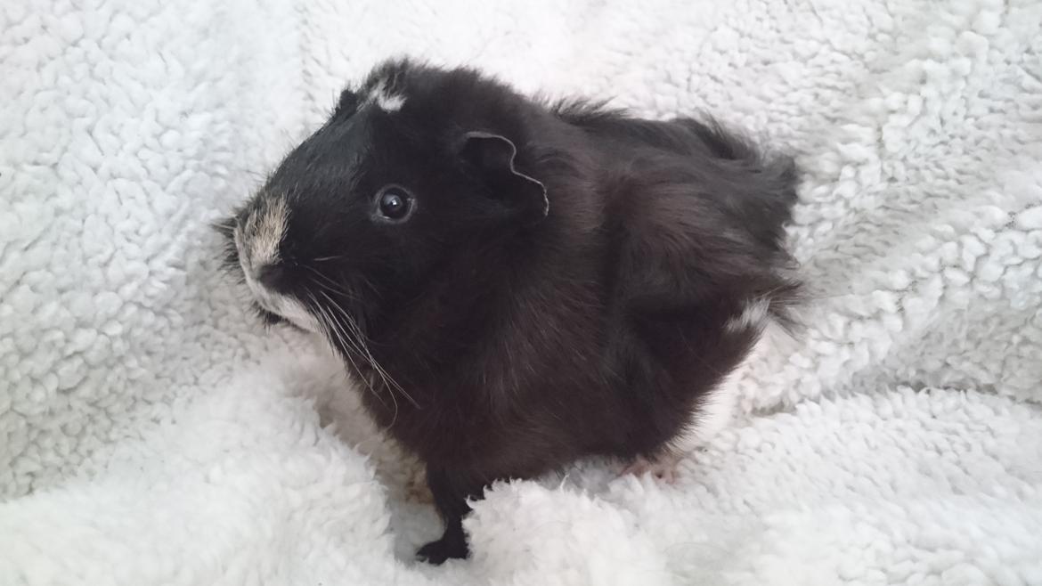 Marsvin Theodor  billede 9