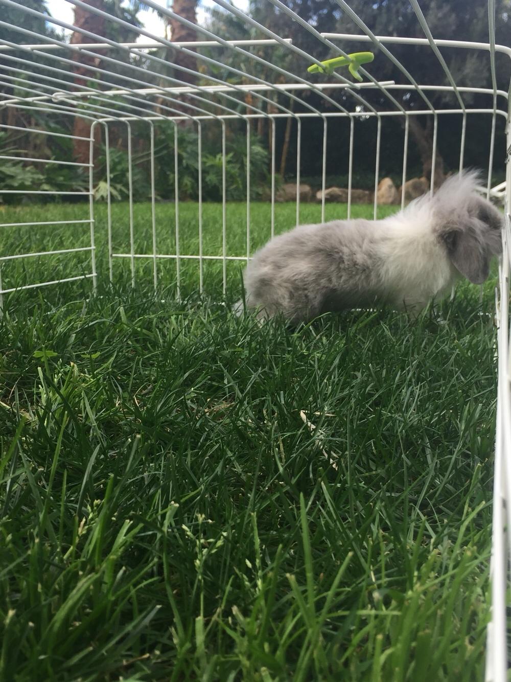 Kanin Ollie billede 2