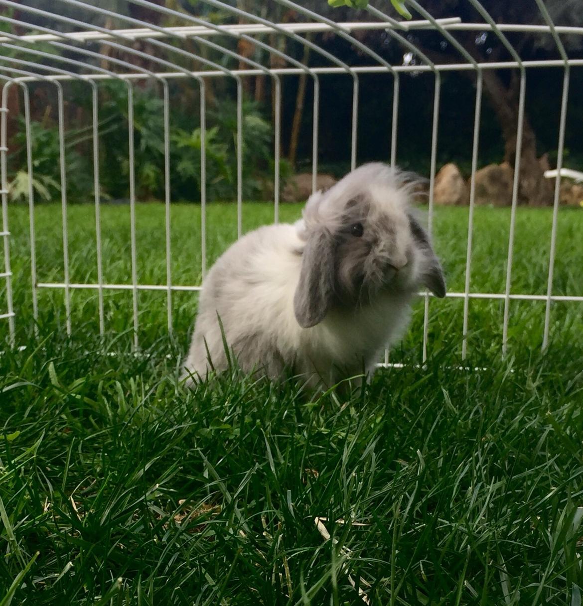 Kanin Ollie billede 1