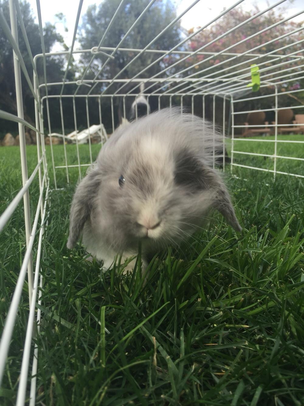 Kanin Ollie billede 4