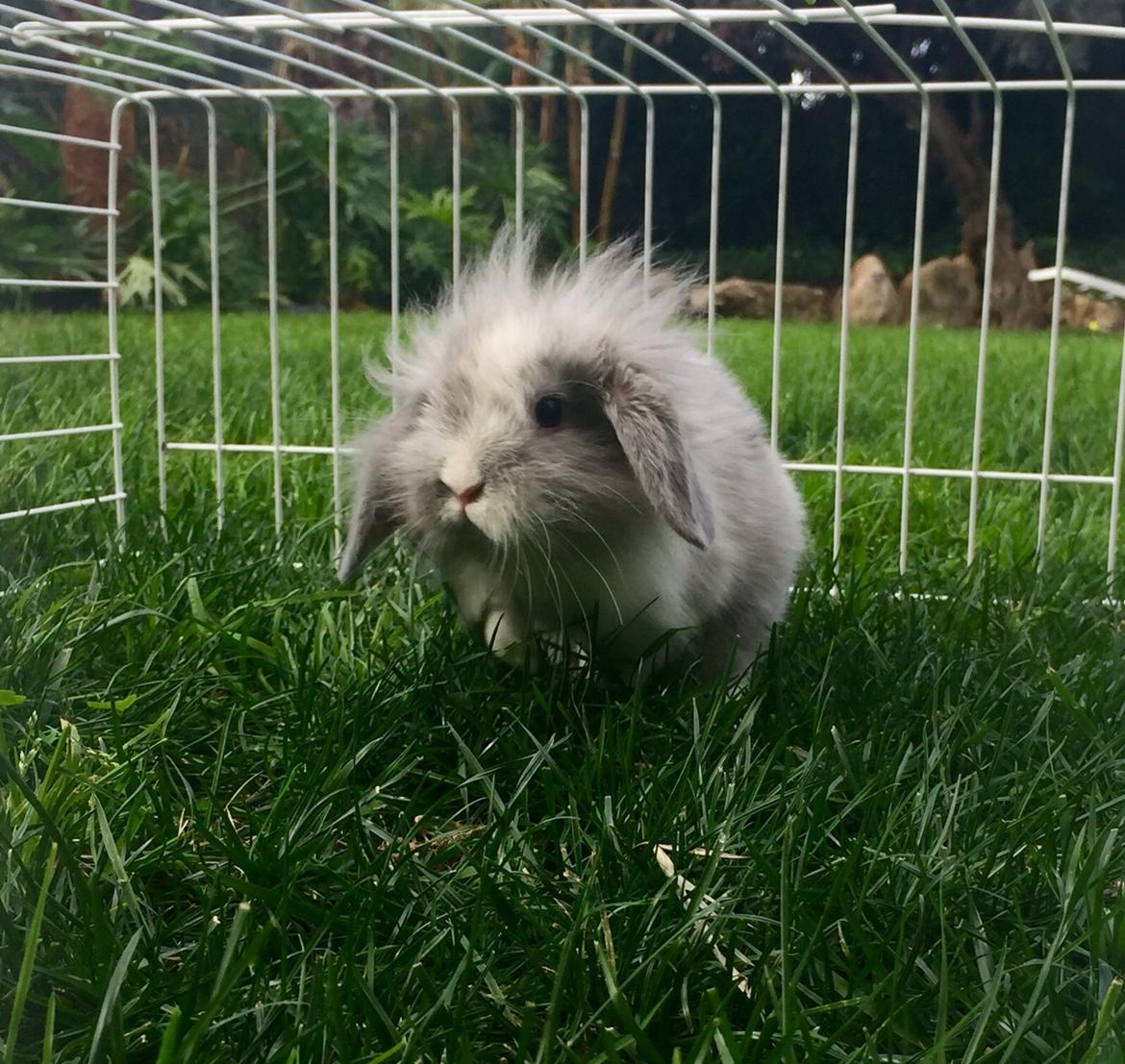 Kanin Ollie billede 3