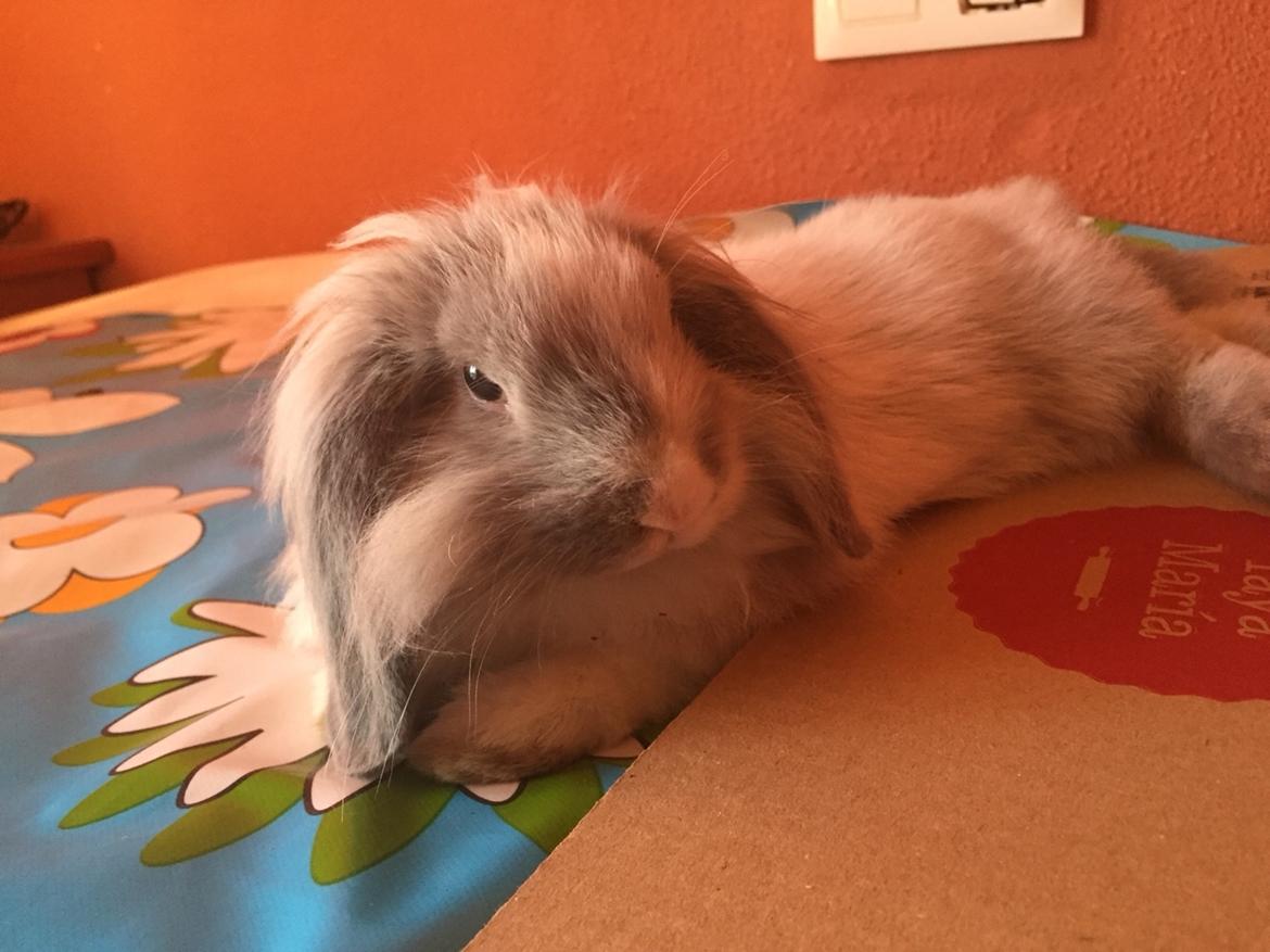 Kanin Ollie billede 5