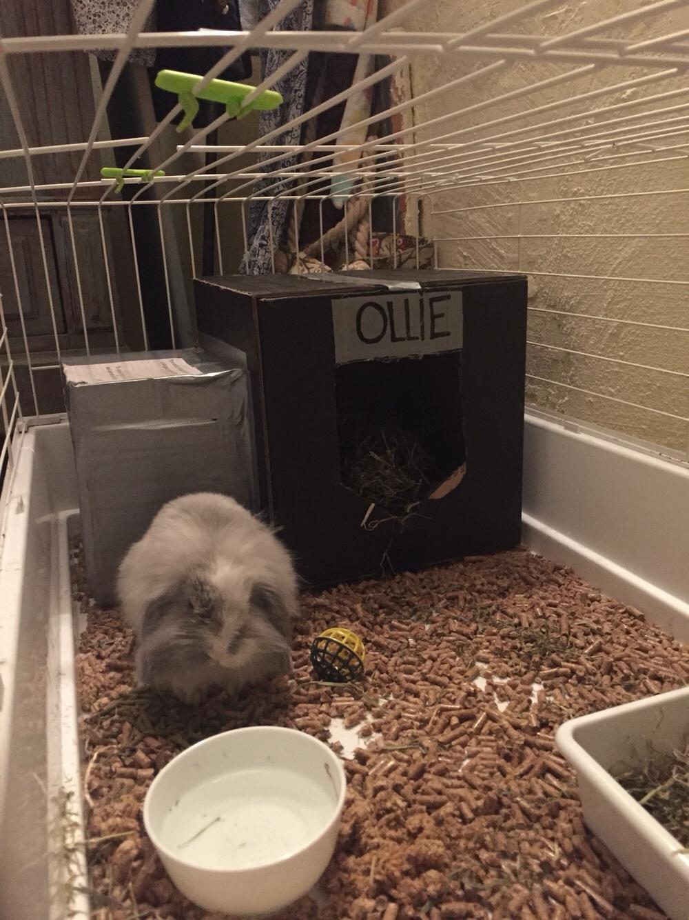 Kanin Ollie billede 6