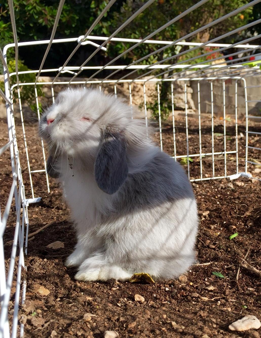 Kanin Ollie billede 7