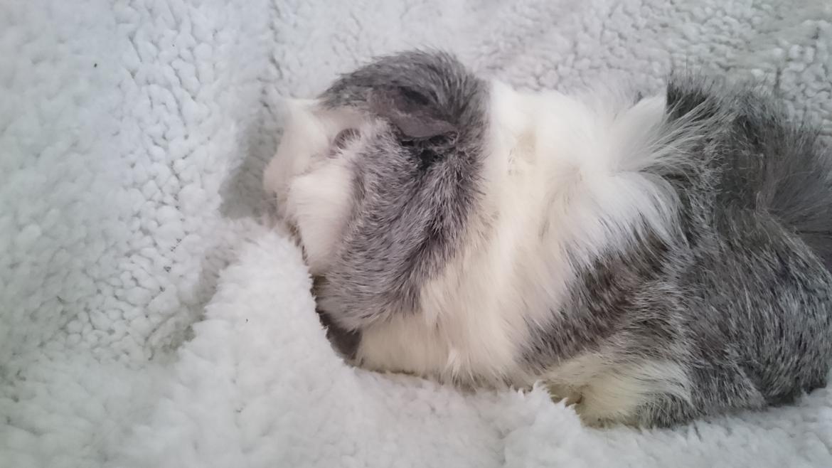 Marsvin Mew billede 27