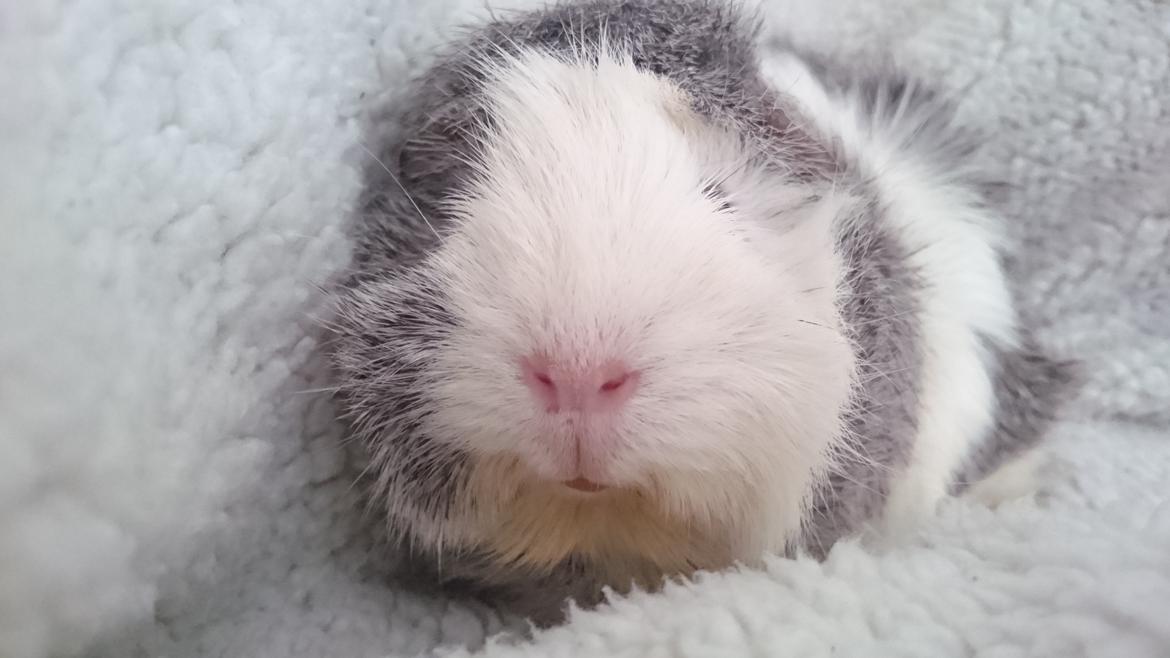 Marsvin Mew billede 23