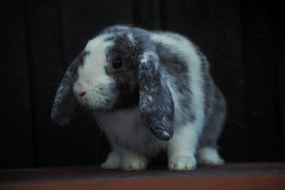 Kanin Chippo billede 1