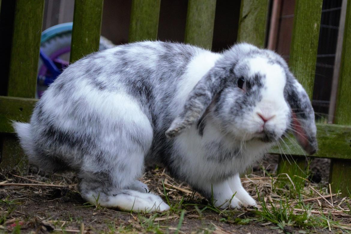 Kanin Chippo billede 2