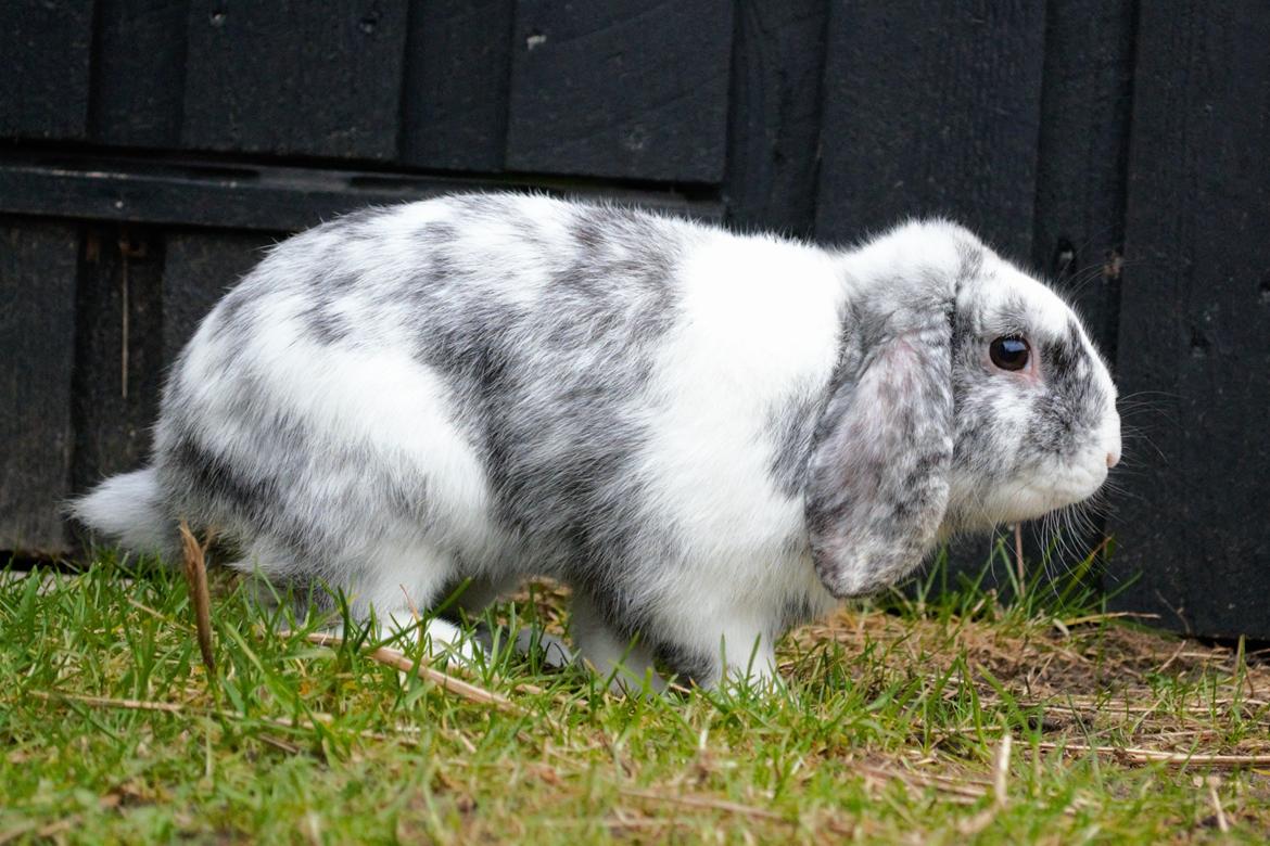 Kanin Chippo billede 4