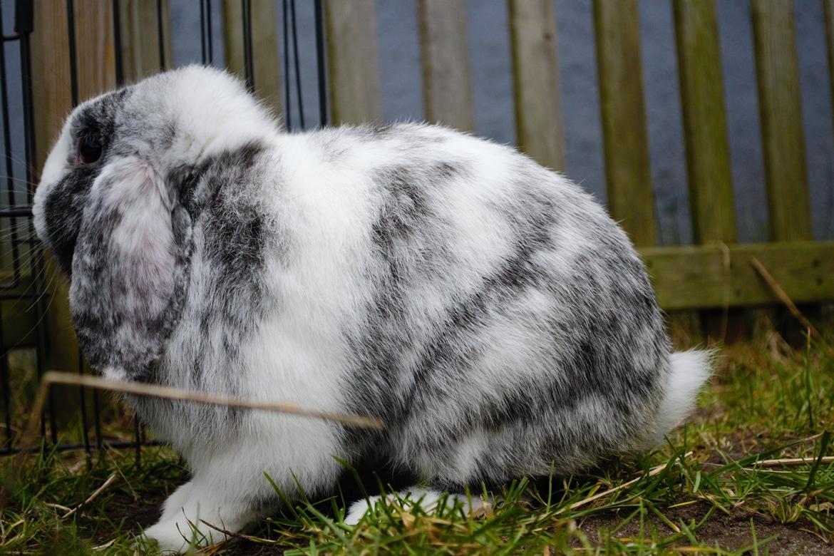 Kanin Chippo billede 3