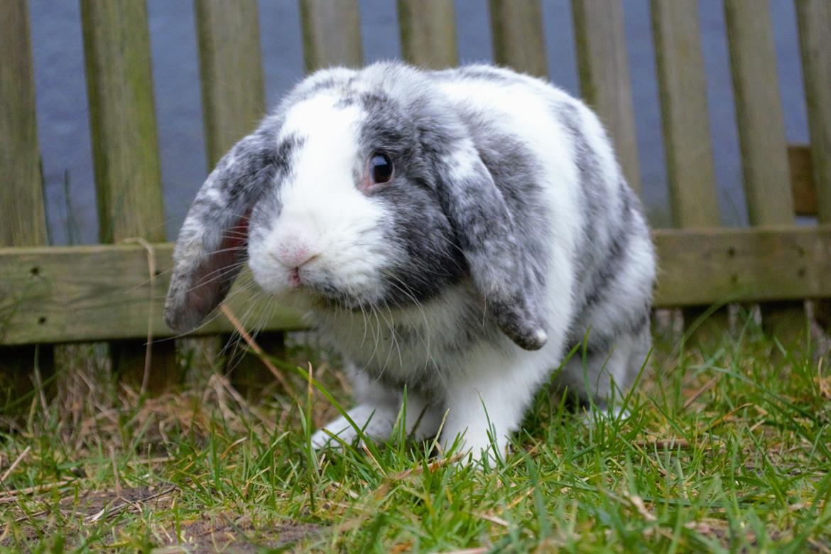 Kanin Chippo billede 5