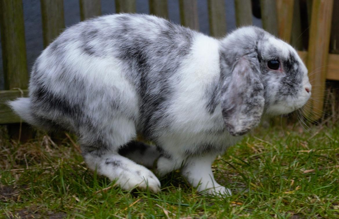 Kanin Chippo billede 6