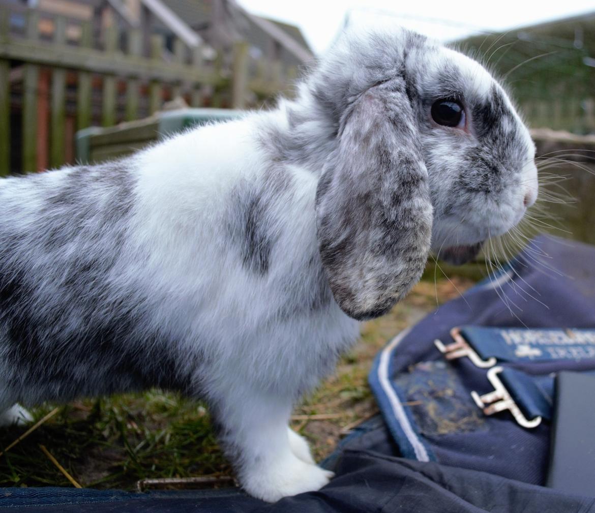 Kanin Chippo billede 8